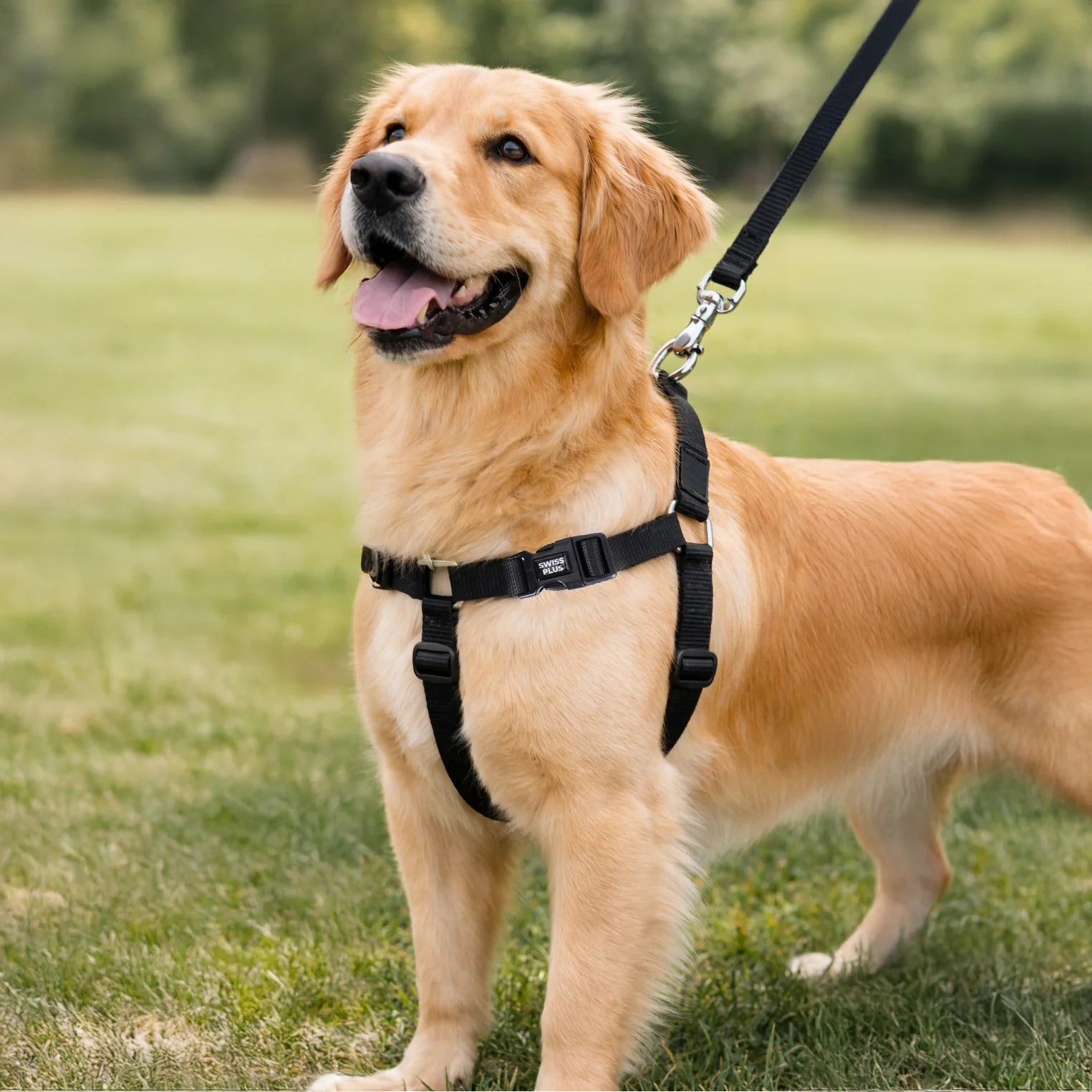 Solid Color H-Type Harness